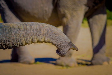 Naklejka premium Close up of a trunk of elephant waiting for food in a Jungle Sanctuary in Chiang Mai