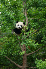 young panda in a tree  © MICHEL
