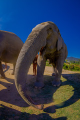 Fototapeta premium Front view of beautiful huge elephant Jungle Sanctuary in Chiang Mai, in a gorgeous sunny day with blue sky