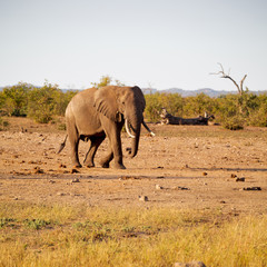  in south africa     wildlife  nature  reserve and   elephant