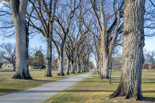 Allee with old American elm trees