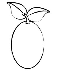 sketch of tree tomato fruit icon over white background, vector illustration