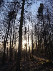 Evening in the woods