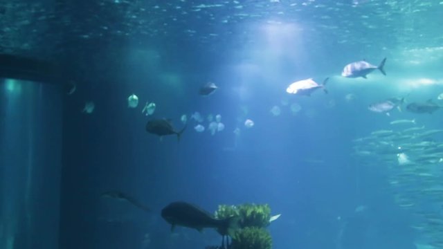 Varied fish and amphibians in giant aquarium for entertainment to tourists.