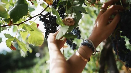 Unrecognisable female hands with nail polish and golden rings gather bunch of black grapes hanging on branch at vineyard, sunny summer day outdoors, close up slow motion - Powered by Adobe