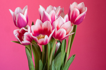 Bunch of pink and magenta tulips on a bright pink background.
