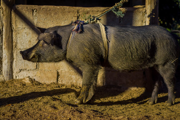 Close up of a black pig at outdoors with a rope aropund of the body, in Elephant jungle Sanctuary, in Chiang