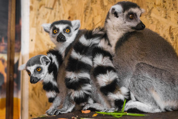 three lemurs look at the frame