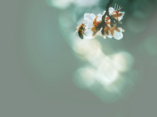 Spring flowering, pollination by bees. Close-up, bright, toned photo, fruit blossoming tree branches. Honeybees collect nectar and pollen. Signs of spring.