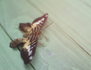 tropical butterfly on a green wooden surface