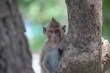 可愛いサル