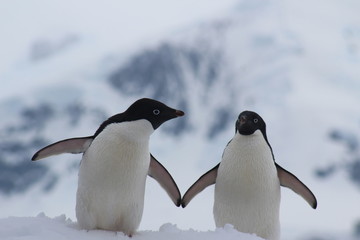 Adélie penguin