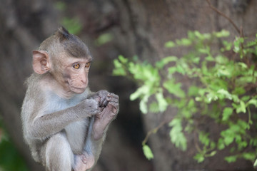 可愛いサル