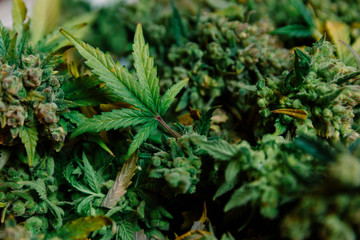 Marijuana leaves, cannabis buds cultivation