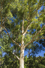 Looking up from under view the tree with sun light
