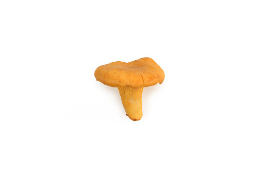 The chanterelle mushroom is lying on its side isolated on white background