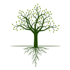 Fototapeta premium Green Tree with Leaves and Roots. Vector Illustration and graphic element.