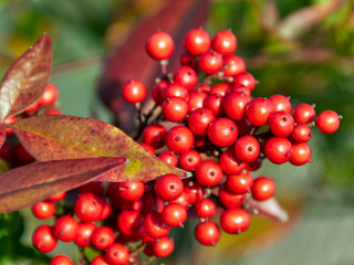 Red berries of the japanese sky bamboo Nandine