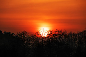 Red sunrise over a black forest with bird silhouette