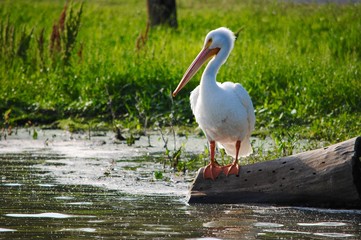 Pelican Portrait