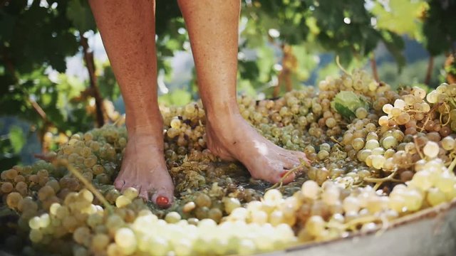 Women legs stomping white grapes in wooden shaft at winery making wine, close up sunny summer day outdoors