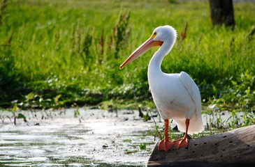 Pelican to the Right