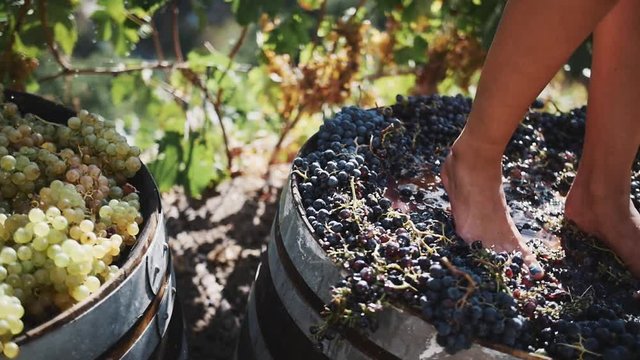 Women legs stomping black grapes in wooden shaft at winery making wine, close up sunny summer day outdoors