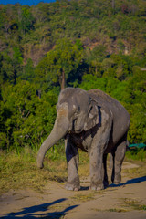 Outdoor view of a young elephant walking in the nature, in Elephant jungle Sanctuary, with a forest behind, in Chiang