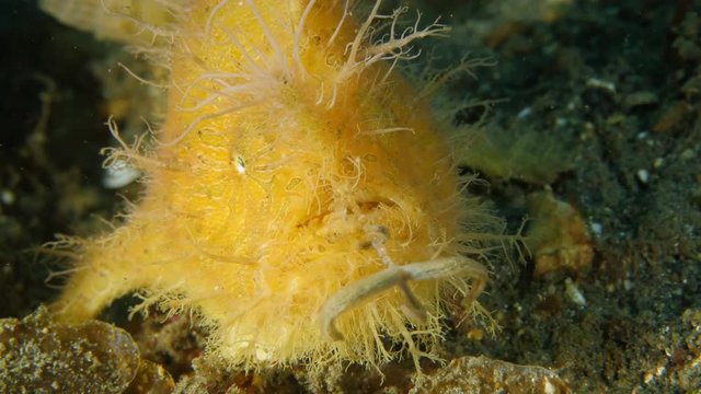 Hairy Frogfish (Antennarius striatus), angling with its lure facing the camera. Close-up on the lure. Lembeh Strait, North Sulawesi, Indonesia.