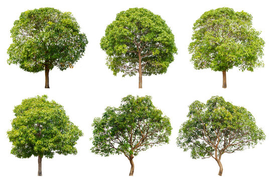tree collection set isolated on white background.