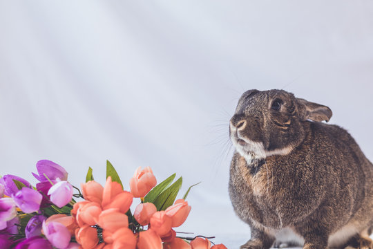 Gray and white small pet Easter bunny rabbit against soft background and tulip flowers in vintage setting, room for text