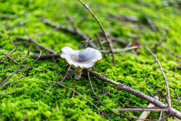 Beautiful brownish poisonous inedible mushrooms from the moss forest