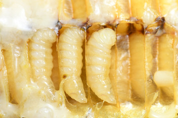 Larva Honey Bee in Bee hive.
