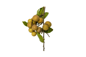 Logan Fruit