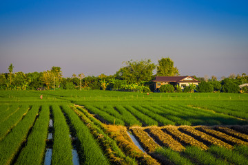 Outdoor view fo fields plantation of rice located at the Golden Triangle. Place on the Mekong River, which borders three countries - Thailand, Myanmar and Laos © Fotos 593