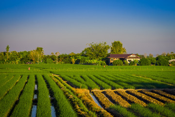 Outdoor view fo fields plantation of rice located at the Golden Triangle. Place on the Mekong River, which borders three countries - Thailand, Myanmar and Laos