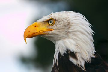 Bald eagle portrait