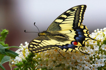 Swallowtail butterfly