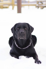 Adult black Labrador dog with a chain collar lying outdoors on a snow in winter