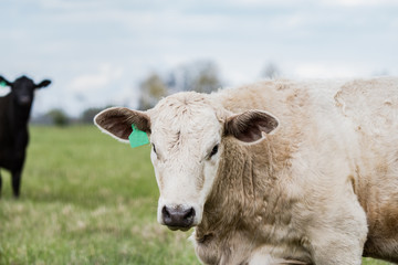 White heifer close up in foreground