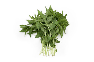 Vietnamese Mint