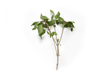 Thai Basil