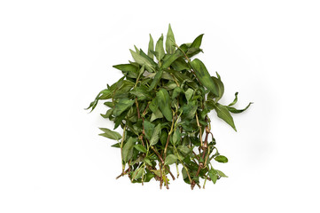 Vietnamese Coriander