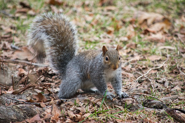 Naklejka na ściany i meble Squirrel at Central Park