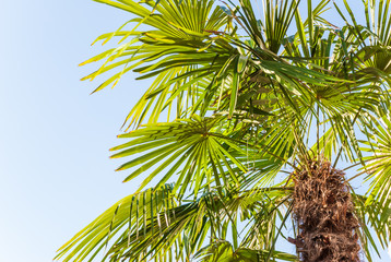 Obraz na płótnie Canvas Palm tree of the genus Sabal palmetto against the blue sky