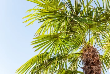 Printed kitchen splashbacks Palm tree of the genus Sabal palmetto against the blue sky