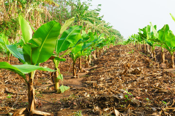 Banana plantation. Banana Farm. Young banana plants in rural farm in thailand