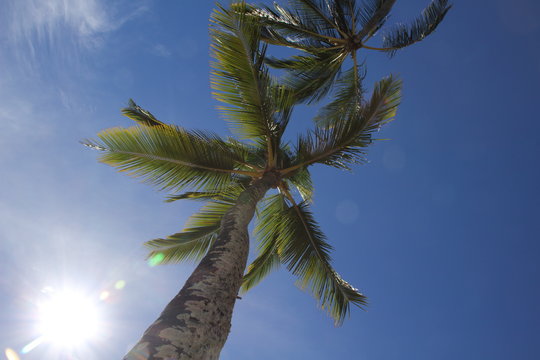looking up at palm tree