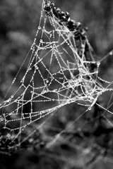 spiders web