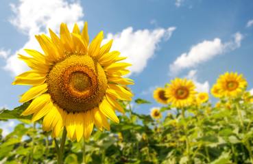 Beautiful scenery of the Sunflower field blooming against in a bright day time.
